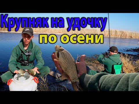 Видео: ОСЕННИЙ КАРАСЬ КЛЮЕТ В СЕНТЯБРЕ НА ПОПЛАВОК ТОПОВАЯ РЫБАЛКА #топ #поплавочнаяудочка