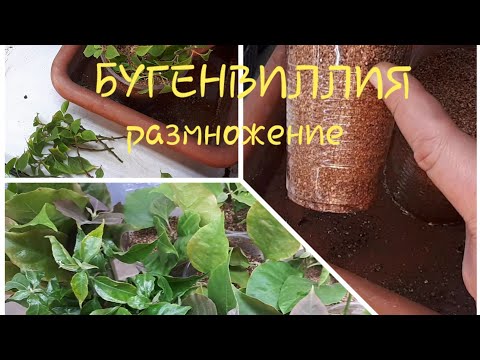 Видео: Бугенвиллия.  2ч.  Размножение. Применение вермикулита.