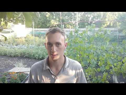Видео: ШОК!!! БЫСТРЫЙ СПОСОБ РАЗВЕДЕНИЯ ШЕЛКОВИЦЫ  БЕЗ ПРИВИВОК