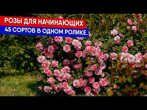 Видео: Розы для начинающих. 45 сортов в одном ролике.
