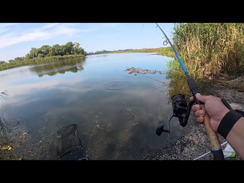 Видео: Ловлю диких сазанів на річці. Фідерна риболовля. #дозариболовлі #риболовля #robin #realfish #річка 