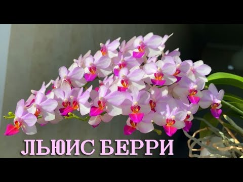 Видео: Нежнейшая мультифлора Льюис Берри. Бантик изнывает от жары)