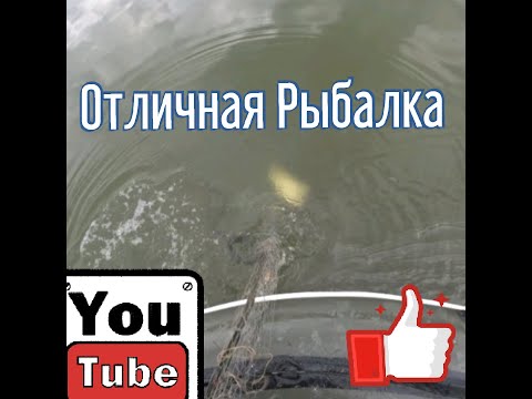 Видео: Рыбалка на сети! Такого вы точно не видели!
