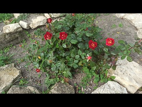 Видео: 6-8 октября 2025г.Завершила опалубку. Копаю фундамент.