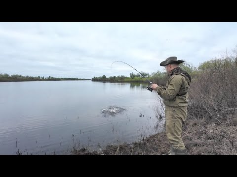 Видео: ОТКРЫТИЕ ПО СПИННИНГУ И СРАЗУ УДАЧНО. НАЛОВИЛИ РЫБЫ В РУЧЬЕ. ЧИСТКА РЫБЫ НА ЗАВЯЛКУ.