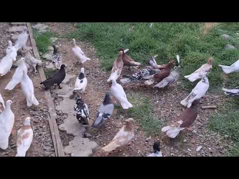 Видео: Голуби на полигоне не хотят опускаться! 26.06.25г