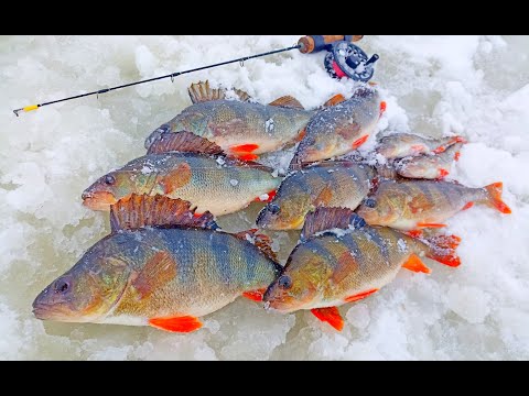 Видео: КРУПНИЙ ОКУНЬ НА ПІРАМІДУ! На що клює КРУПНИЙ окунь