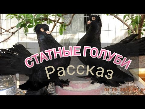 Видео: #СТАТНЫЕ  #ГОЛУБИ ИХ #РАССКАЗЫ  #ФИЛЬМ #Tauben #Pigeons