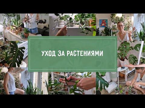 Видео: УХОД за РАСТЕНИЯМИ. Поливаем, протираем, черенкуем, сажаем и пересаживаем, примеряем новенькие КАШПО