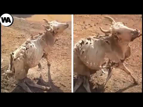 Видео: Моменты, Которые Доказывают, что Природа Невероятна