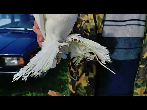 Видео: 30.03.2025г Кропоткин Ярмарка ч. 3