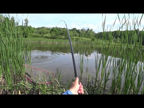 Видео: Ловля в очереті  коропа, карасів, на кивок.