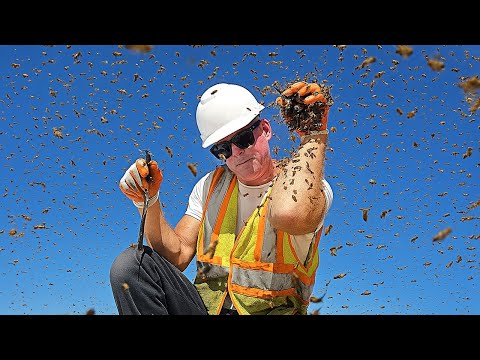 Видео: Не один... Не два... А ТРИ пчелиных улья захватили строительную площадку!