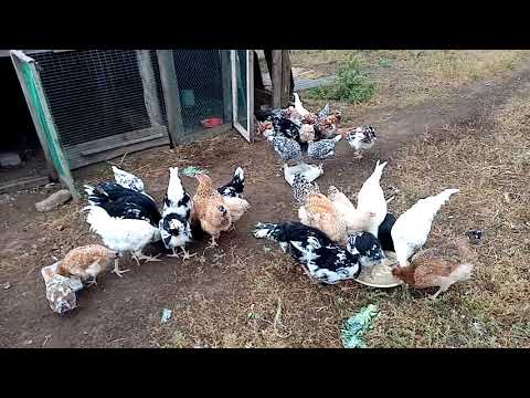 Видео: Пропойка кур и цыплят от глистов препаратом"Иверсан", готовим маточное стадо!!!