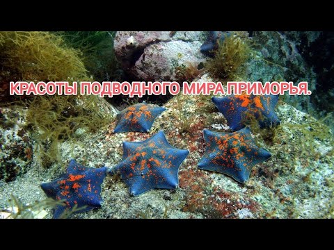 Видео: Подводный мир Приморья. дайвинг в Приморье. дайвинг Владивосток. отдых в Приморье.