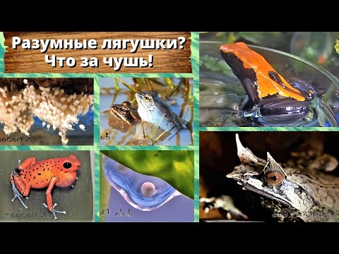 Видео: Разумные лягушки? Что за чушь! Sentient frogs.