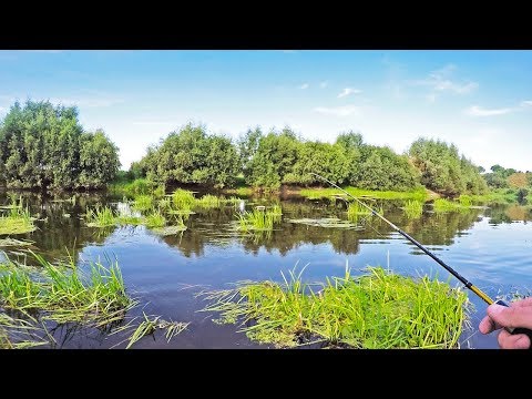 Видео: Ультралайт рыбалка в Августе. Тестирую НОВУЮ БЮДЖЕТНУЮ УЛ-плетёнку