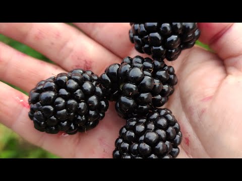 Видео: Вошито ежевика, впечатление 2023