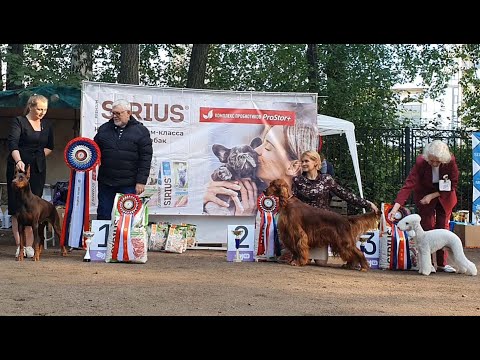 Видео: 21.09.2025, СПб. Клуб "СПбЦВЕО-1" (РКФ, РФСС). Выставка "ЗОЛОТАЯ ОСЕНЬ - 30 лет клубу" (САС, ЧРКФ)