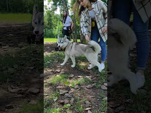 Видео: Танцы собак