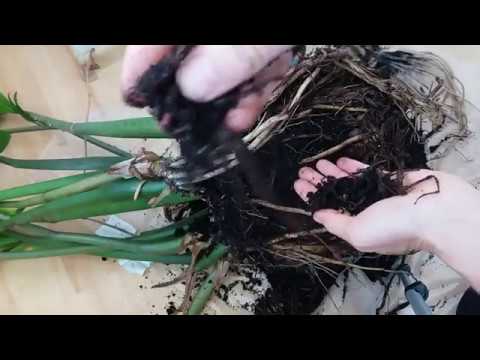 Видео: Размножение замиокулькаса. Деление и посадка