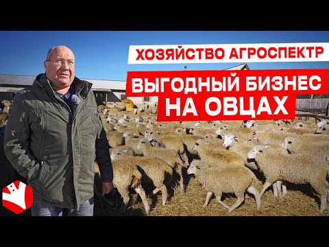 Видео: Выгодный бизнес на овцах | Овцеводство | КУЛЬТИВАТОР