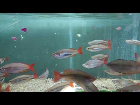 Видео: Мнение эксперта из Брянска где покупать тернеций Гло ? Развожу дафнию в пруду без навоза . Альтумы .