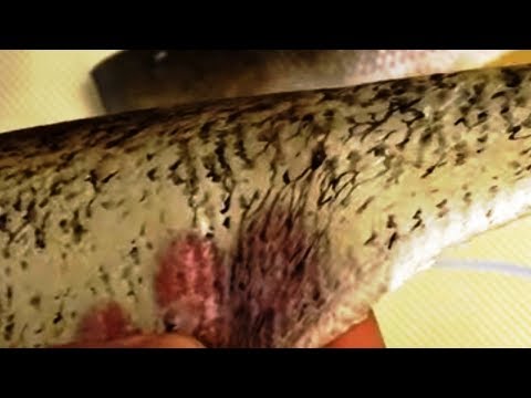 Видео: КАК ВЫДЕЛАТЬ КОЖУ РЫБЫ, Все тонкости и секреты,  Людей Амура 1 часть