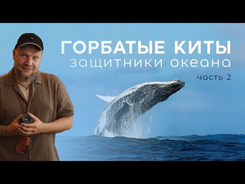 Видео: Часть 2: Песни горбатых китов, телята, тактики охоты косаток и ещё много интересного из экспедиций