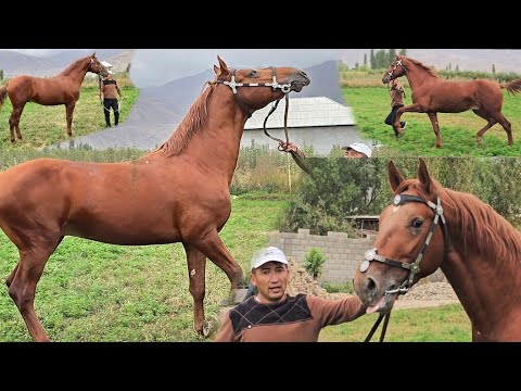 Видео: Мындай Кунан Бир чыгат Пай Пай Паай🔥