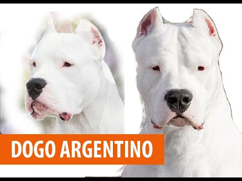 Видео: Дого Аргентино | Dogo Argentino | Нохойн үүлдэр №13
