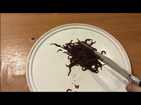 Видео: Содержание и кормление осетра в аквариуме