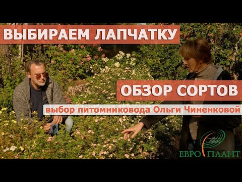 Видео: Сорта лапчатки кустарниковой, обзор, новинки, селекция. Сад и питомник Ольги Чиненковой. Ленобласть