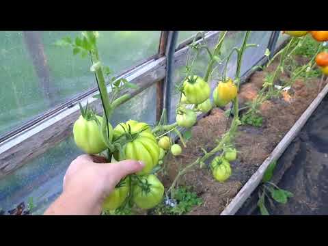 Видео: Дачный влог. Провожаем лето. Обзор огорода и сада#томаты#розы#огород