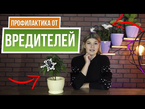 Видео: Забудьте о вредителях на растениях ✿  Профилактика от вредителей комнатных растений