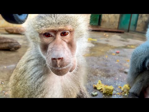 Видео: Сегодня у Люськи я увидела ее «фиолетовую розу» - это ПРИЗНАК БЕРЕМЕННОСТИ!