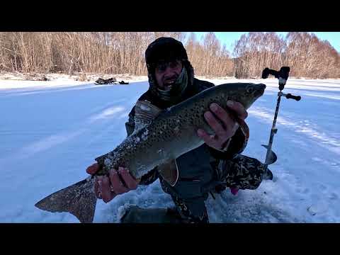 Видео: Зимняя рыбалка-Ленок-Крокодил!