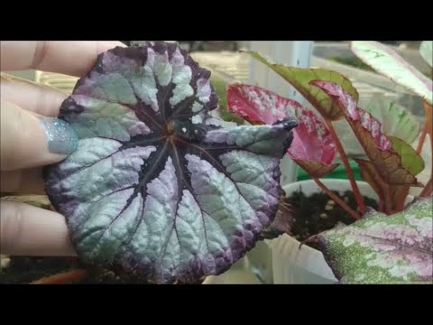 Видео: И еще один ОБЗОР СОРТОВ 🌺 Декоративно  лиственных БЕГОНИЙ