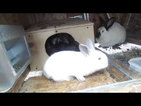 Видео: Срок беременности крольчихи 38 дней