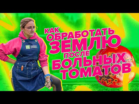 Видео: КАК ОЧИСТИТЬ ЗЕМЛЮ ПОСЛЕ ФИТОФТОРЫ БЕЗОПАСНО И БЕСПЛАТНО?!