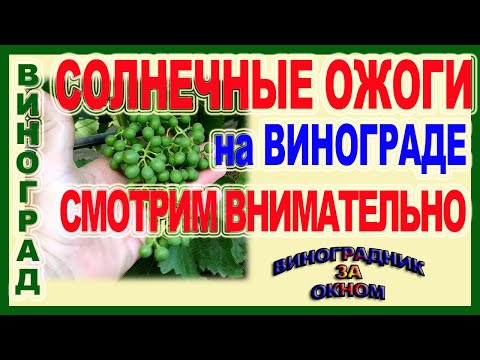 Видео: 🍇  Почему ягоды винограда горят на солнце, а листья нет? Солнечные ожоги ягод. Что нужно сделать?