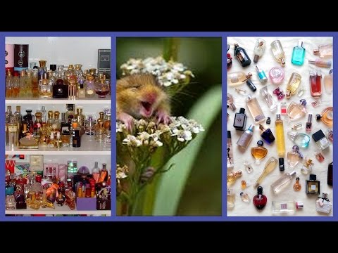 Видео: ревизия запасов парфюмерного хомячка - 4