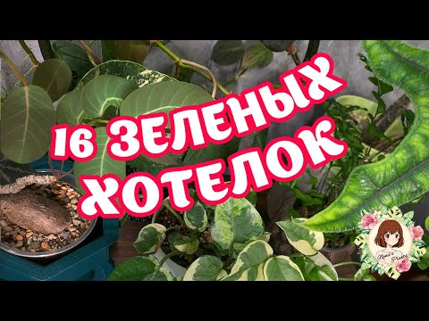 Видео: 16 САМЫХ ЖЕЛАННЫХ ХОТЕЛОК! СМОТРИМ И МЕЧТАЕМ #обзор #растения