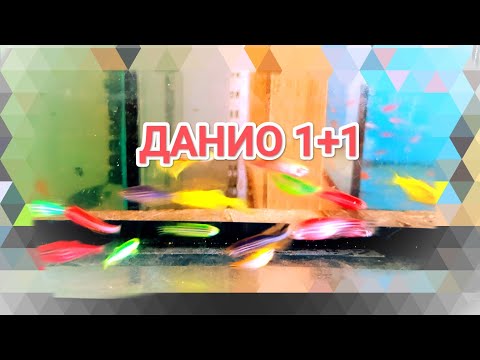 Видео: Лучший способ нереста Данио, при посадке      1 + 1.