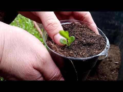 Видео: Пикировка гацании! Важные моменты - залог успеха хорошей рассады🏵️