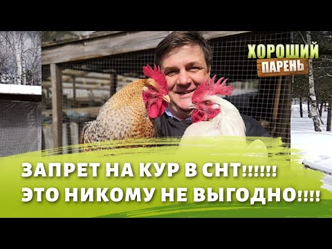 Видео: запрет на кур в СНТ! Кому это выгодно?