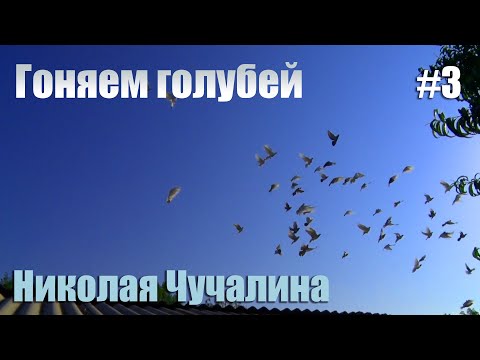 Видео: Гоняем голубей Николая Чучалина. Часть 3.