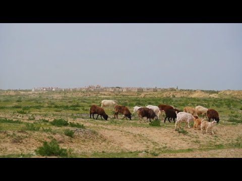 Видео: Арал ауданында Қамбаш және Ақшатау көлдеріне су келді