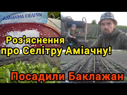 Видео: Висадка Баклажана. Роз'яснення про СЕЛІТРУ АМІАЧНУ!