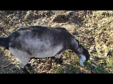 Видео: Беременность козы (4 месяца)